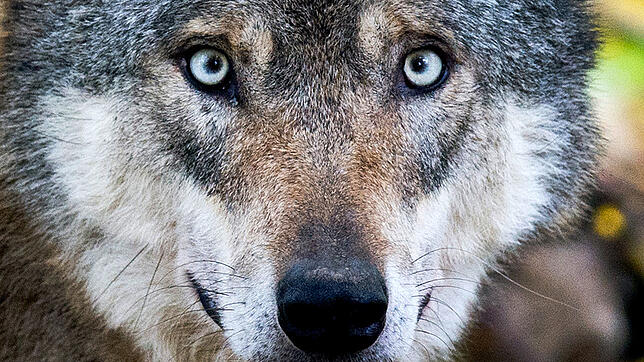 Ein Wolf steht in einem Gehege (Symbolbild).