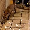 Küchenparty der anderen Art: Ein Fuchs besucht eine Gesellschaft in einer Freizeithütte in Todtmoos.