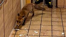 Küchenparty der anderen Art: Ein Fuchs besucht eine Gesellschaft in einer Freizeithütte in Todtmoos.