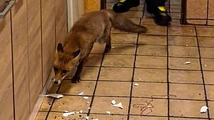Küchenparty der anderen Art: Ein Fuchs besucht eine Gesellschaft in einer Freizeithütte in Todtmoos.