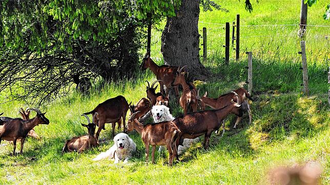 Im Schatten eines Baums haben sich die Ziegen und die Herdenschutzhunde Lori und Buffo niedergelassen.