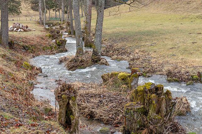 Die Uferbereiche der naturnahen Schlücht sind mit einem gewässerbegleitenden Auwaldstreifen bewachsen. Teile der Ufernbereiche wurden ...