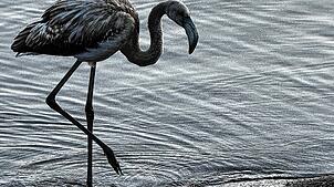 Ungewöhnlicher Gast am Titisee: Ein junger Flamingo schreitet am Freitag, 5. September, den Uferbereich entlang.