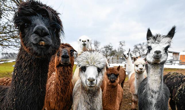 Eine bunte, neugierige Gruppe Alpakas steht in Engen auf der Weide. Ursprünglich stammen sie aus den Anden, in Baden-Württemberg halten ...