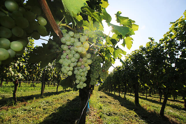 Die Reben hängen voller Trauben &ndash; hier Müller-Thurgau in Riedetsweiler. An diesen Reben wurde erst im Januar noch Eiswein geerntet.