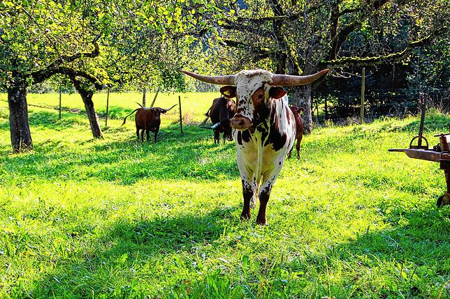 Das Texas Longhorn ist eine Rasse des Hausrinds. Die Tiere sorgen für die Bewirtschaftung der Wiese – und interessieren sich für die ...
