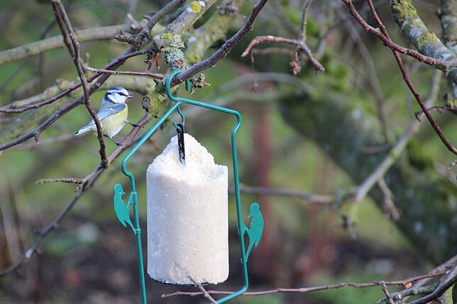 Fetthaltiges Vogelfutter ist zum Beispiel bei Blaumeise beliebt, wird aber auch vom Buntspecht bevorzugt. Man kann es auch selbst ...