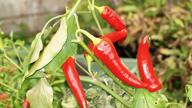 Chilis sind Geschmackssache. Besonders ihre Dosierung.