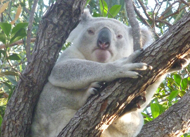 Friedliche Pflanzenfresser: die Koalas