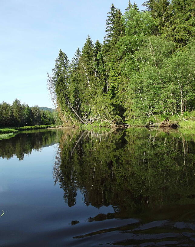 Zum Erlebnis gehört auch die beeindruckenden Natur, wie hier der sich spiegelnde Waldi Im Naturschutzgebiet &bdquo;Sumava&ldquo; an der ...