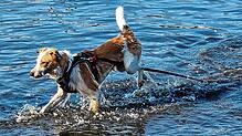 An den Hundstagen, der statistisch heißesten Periode im Jahr, suchen die Vierbeiner gerne auch mal Abkühlung, wie Hund Falco hier in ...