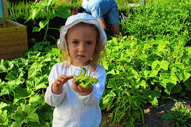 Die dreijährige Frieda weiß schon genau, welches Gemüse wo im Garten wächst. Mit ihrem Papa Pierre erntet sie gerade die ersten Buschbohnen.