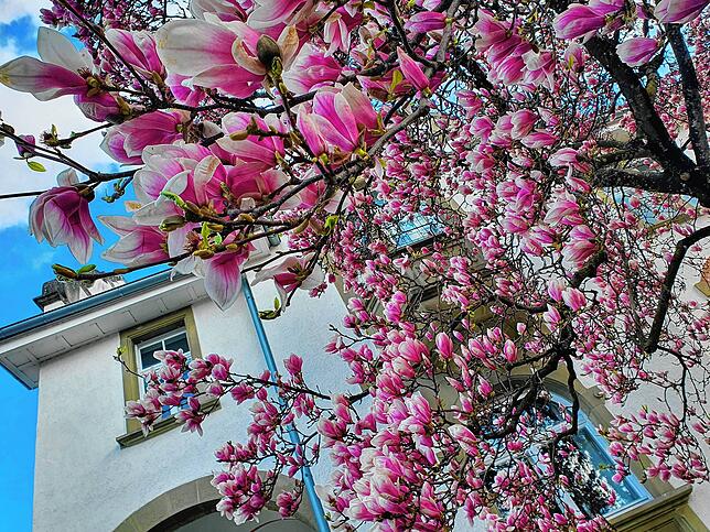 Dieser Magnolienbaum an der Lippertsreuter Straße in Überlingen hat die ersten kalten Aprilnächte offensichtlich gut überstanden am ...