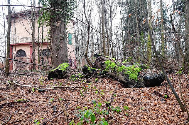 Totholz im Riedlewald: Dieses bietet unterschiedlichen Tieren und Pflanzen einen Lebensraum.