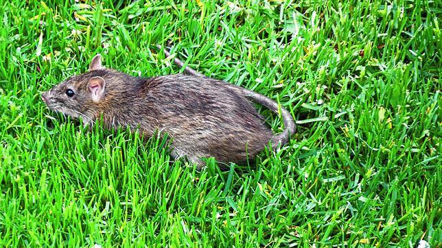 Diese Ratte sucht in Villingen-Schwenningen in einer Wiese nach Nahrung. In Konstanz seien die Nager vor allem im Herosé-Park, ...