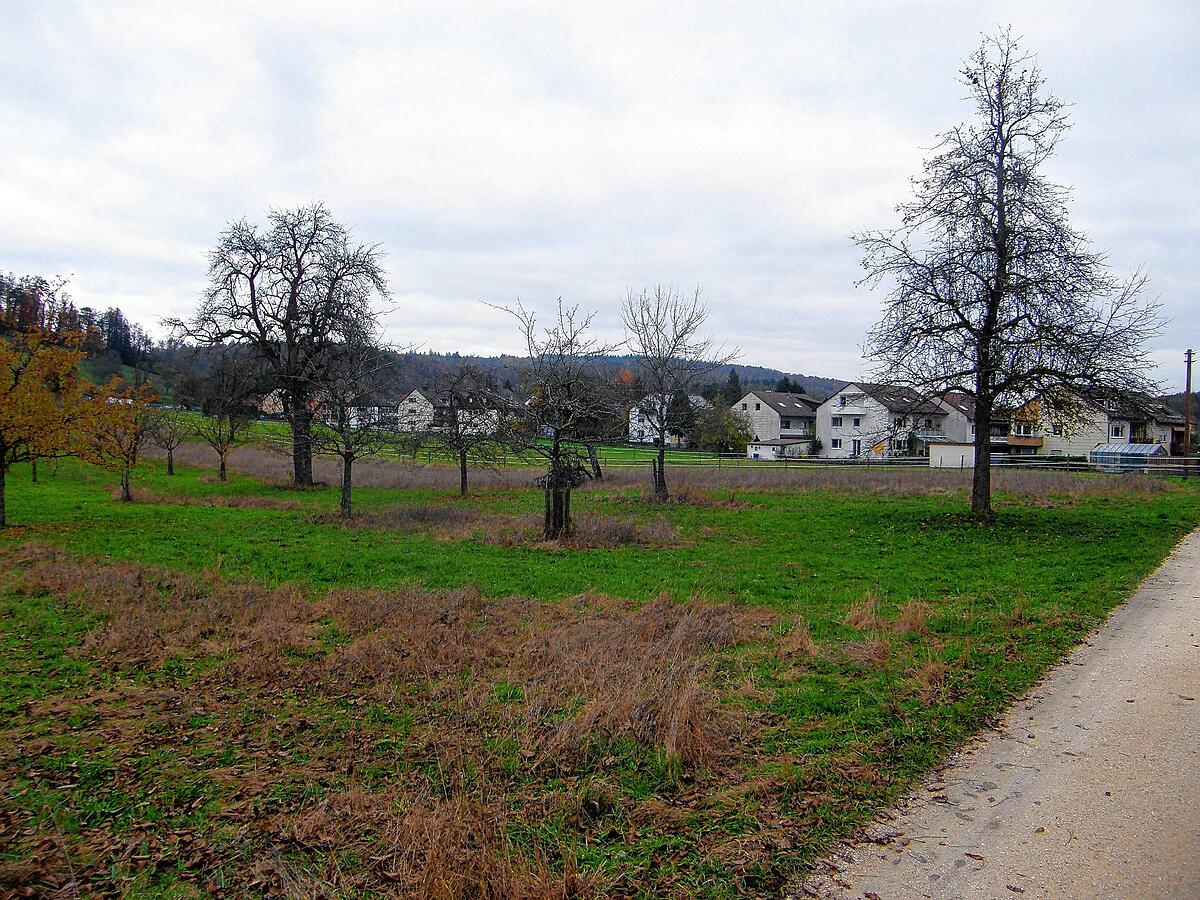 Allensbach Kaltbrunn: Häuslebauer müssen in Kaltbrunn noch länger warten: Der Naturschutz bremst ...