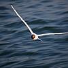 Die Schwarzkopfmöwe ist in den vergangenen Jahren aus Südeuropa an den Bodensee gekommen und hat sich niedergelassen. Bild: Achim Mende