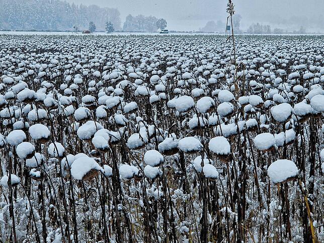 Sonnenblumenfeld bei Rechberg
