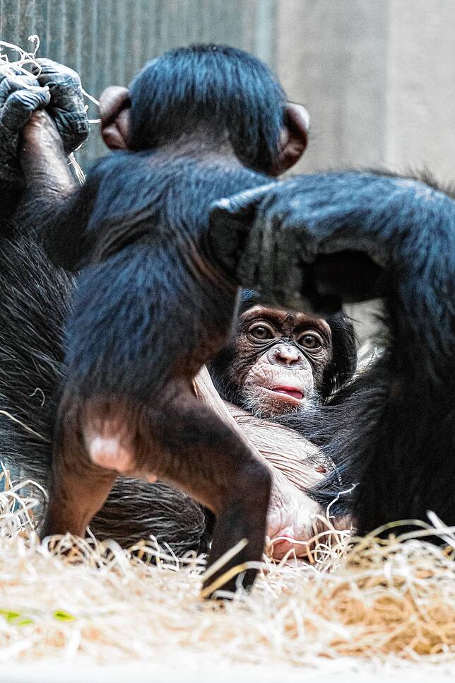 Bild 6: Adoption im Affenhaus: Schimpansen-Mama Kitoko zieht ihr eigenes und das neugeborene Baby ihrer Schwester auf (mit Video)