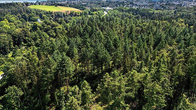 Grüne Baumwipfel: Dem Radolfzeller Stadtwald (im Bildvordergrund) hat der Regen in den vergangenen Wochen eher gutgetan.