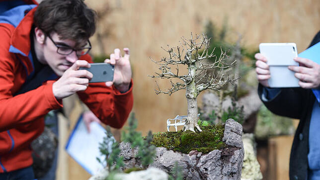 "Garten & Ambiente Bodensee": Diese Bonsai-Bäume auf Gestein haben auch auf dem kleinsten Balkon Platz.