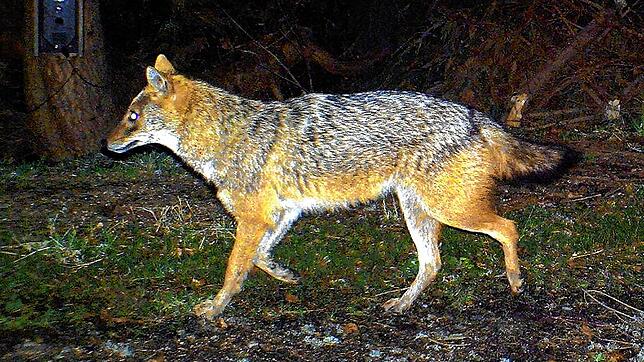Das Foto aus dem Jahr 2012 zeigt einen Goldschakal, der im Nationalpark Bayerischer Wald (Bayern) von einer Wildkamera fotografiert ...