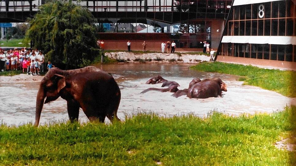 Bild : Dickhäuter auf Abwegen: Wie Elefanten 1986 den Messesee in Friedrichshafen als Pool für sich entdeckten