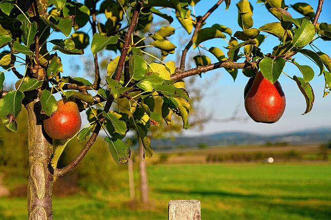 Obst ist eines der drei Themen der neuen Wege in Lippertsreute.