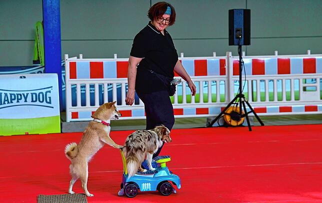 Die Schweizerin Monique Jentsch zeigt, was ihre Filmhunde drauf haben.