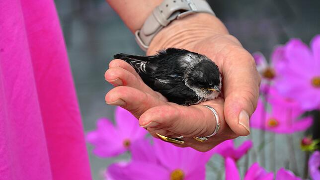 Eine Handvoll Mehlschwalbe: Sipps liebt es schon bald, sich in die Hand zu kuscheln. Im Nest würde er sich zusammen mit seinen ...