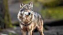 So nah wie diesem Wolf auf diesem Symbolfoto dürfte man den Tieren im Schwarzwald nicht kommen. Wölfe sind scheu und gehen Menschen in ...