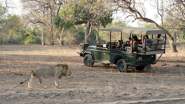 Ein Löwe ganz nah: Auf den Safari-Fahrten in Sambia haben die Autos die Tiere oft ganz für sich - die Menschenmassen bewegen sich woanders.