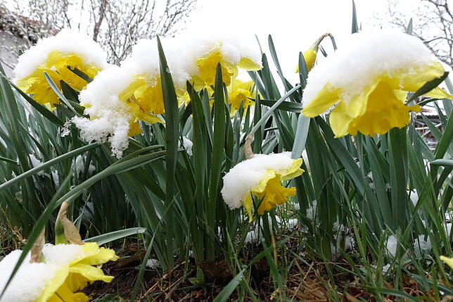 Osterglocken im Hotzenwald vom Schnee bedeckt.