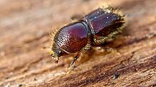 So sieht ein Borkenkäfer aus, aufgenommen in Nordrhein-Westfalen. Er krabbelt über eine Fichtenrinde, mag aber auch andere Baumarten. ...
