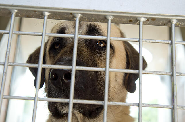Ein Kangal in einem Käfig (Symbolbild)