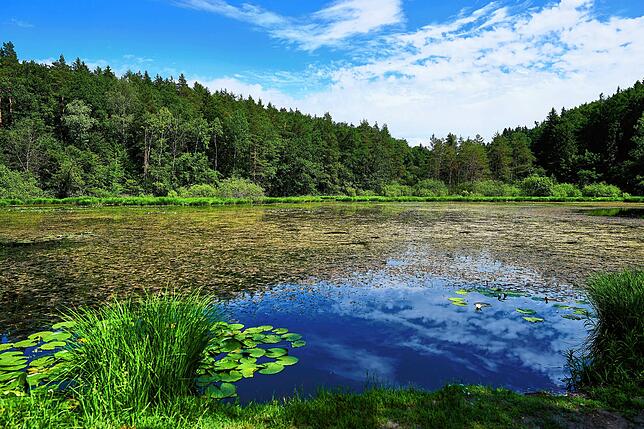 Das Dingelsdorfer Ried mit einer Vielfalt an Natur