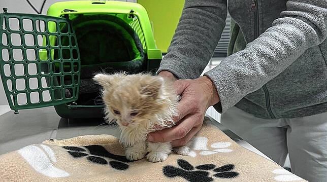 Dieses Katzenkind wurde in einem Teilort von Überlingen stark unterkühlt, abgemagert und verwurmt gefunden. Drei Tage schwebte es in ...