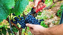 Je früher, desto besser, galt für die Winzer in der Region bei der Lese. Denn der Regen in der zweiten Septemberhälfte drohte, die Ernte ...