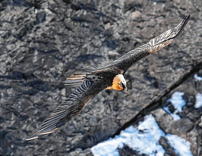 Mit einer Spannweite von bis zu drei Metern sind Bartgeier die größten Vögel im Alpenraum.