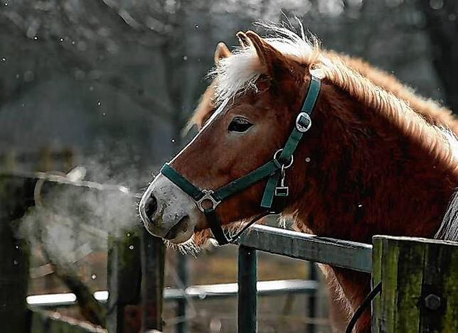 Süß ist auch dieser Haflinger. Ein wirkliches süßes Pferd!