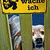 Mit diesem Hund ist offenbar nicht zu spaßen, er bewacht ein bebautes Grundstück. Im vergangenen Jahr wurden in Baden-Württemberg 1396 ...