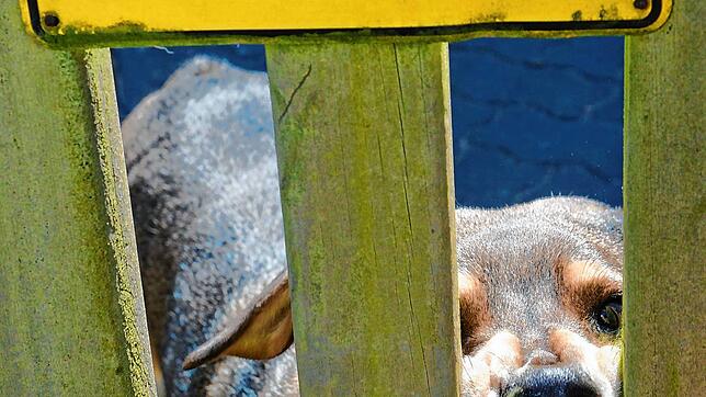 Mit diesem Hund ist offenbar nicht zu spaßen, er bewacht ein bebautes Grundstück. Im vergangenen Jahr wurden in Baden-Württemberg 1396 ...