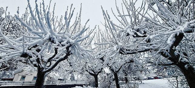 Diese Bäume in Mühlhofen bieten durch den Schnee auf den Trieben ein beeindruckendes Winterbild.
