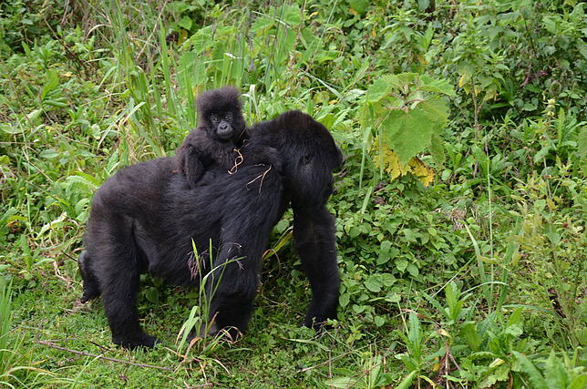 Die Gorillamama trägt ihr Baby auf dem Rücken durch den Park.