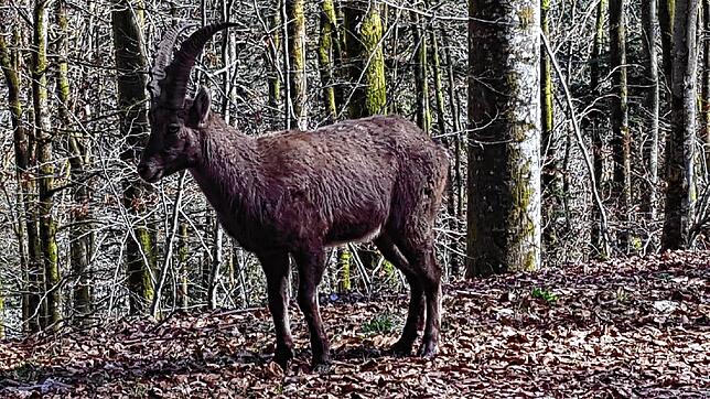 Ein Steinbock im Hotzenwald – ausgebüxt aus dem Tiergehege Waldshut.