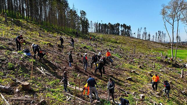 Jetzt wachsen sie: Die ersten von über 8000 Bäume wurden im April gepflanzt. Die Witterungsverhältnisse haben das Wachstum bisher sehr ...