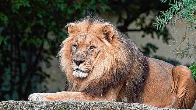 Markant und königlich: Löwe Mbali war eine stattliche Erscheinung.