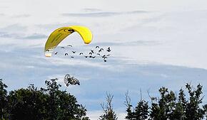 Die Waldrappe haben gelernt, den gelben Motorgleitschirm zu begleiten.