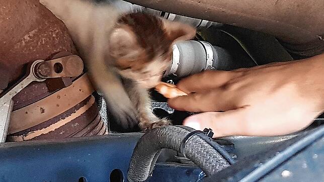Ein Katzenbaby im LKW rettete die Polizei auf der Tank- und Rastanlage Breisgau an der Autobahn 5 am Sonntag, 26. September.