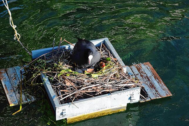 Bild 4: So süß! Die Küken der Blässhühner im Hafen von Bodman schlüpfen